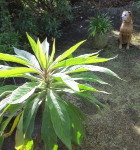 Dog of likely southern African descent poses with plant of possible southern African descent.